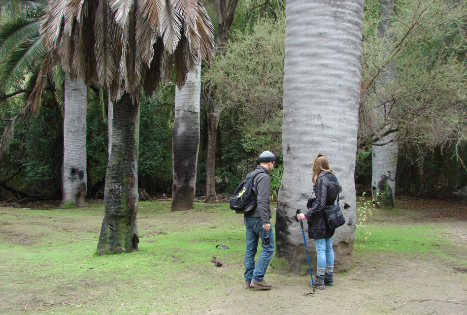 La Palma Chilena, olvidado ícono nacional