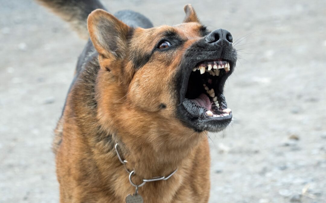¿Le temes a los perros?